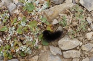 Small_Black_Wooly_Worm
